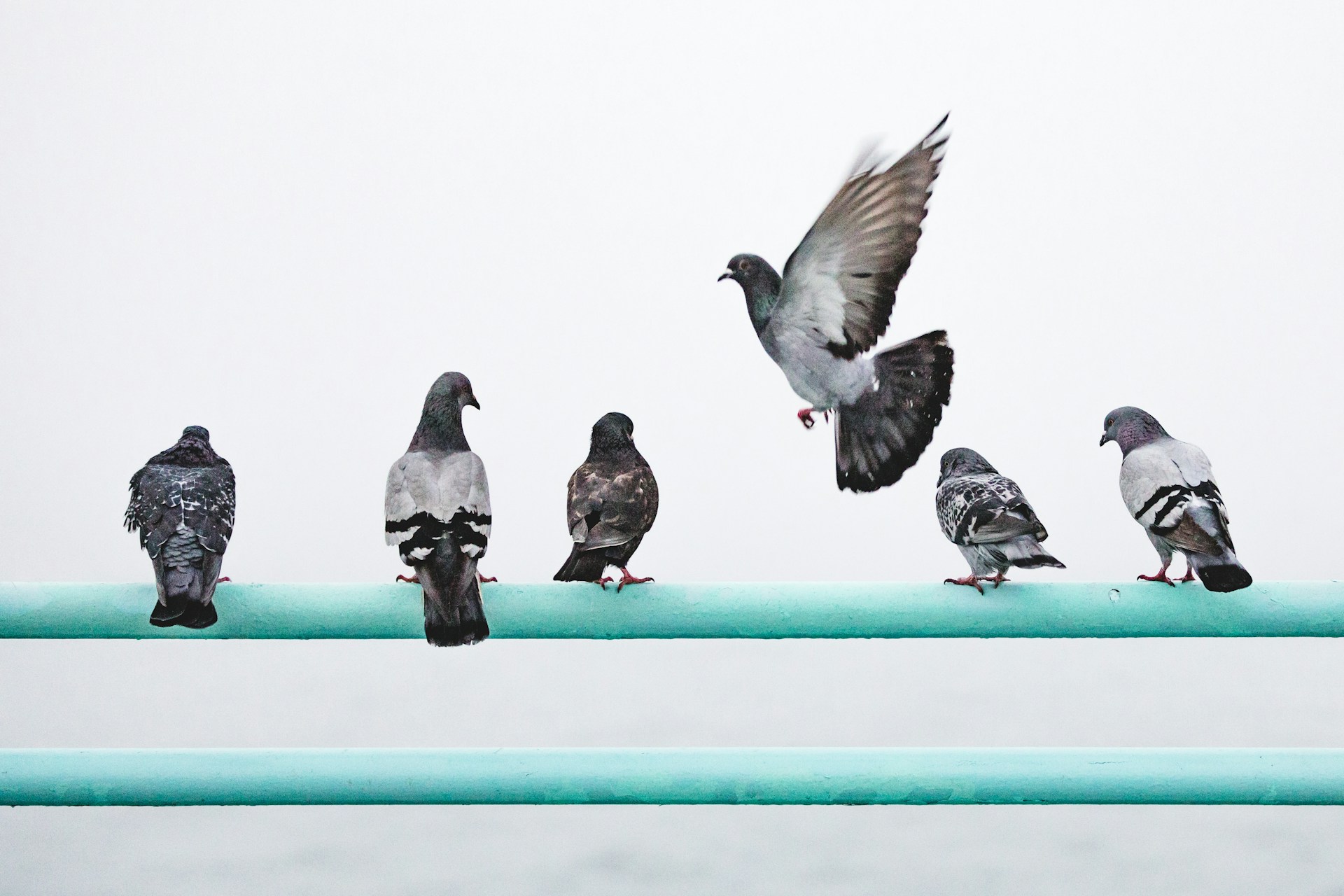 Why Should I Be Concerned About The Pigeon Population?