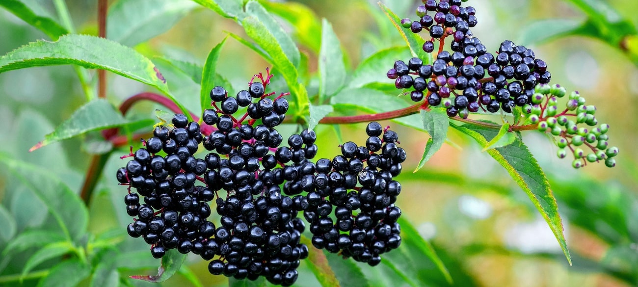 What Is The Longest Fruit Name Ever Recorded - A Complete Guide