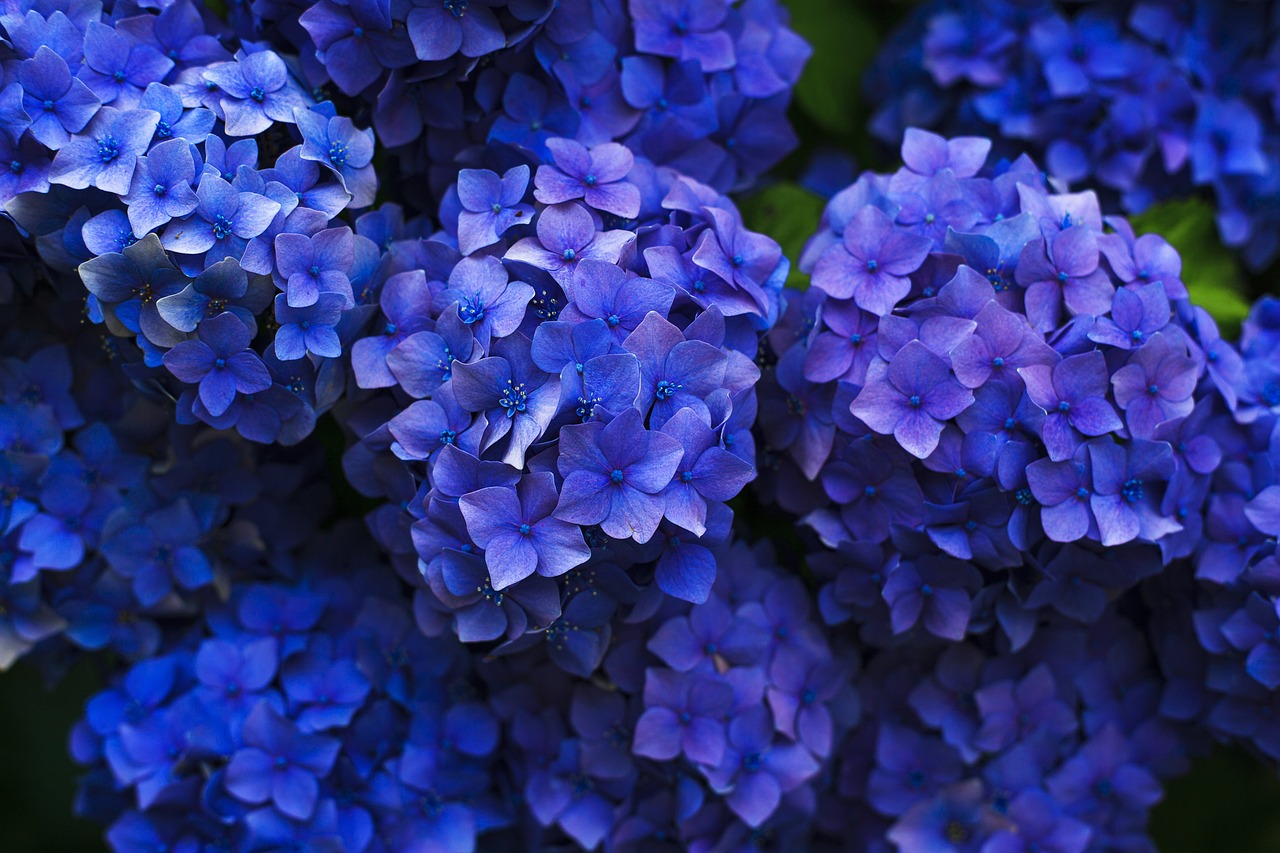 45 Beautiful Blue Flowers For Your Garden [Top Picks]