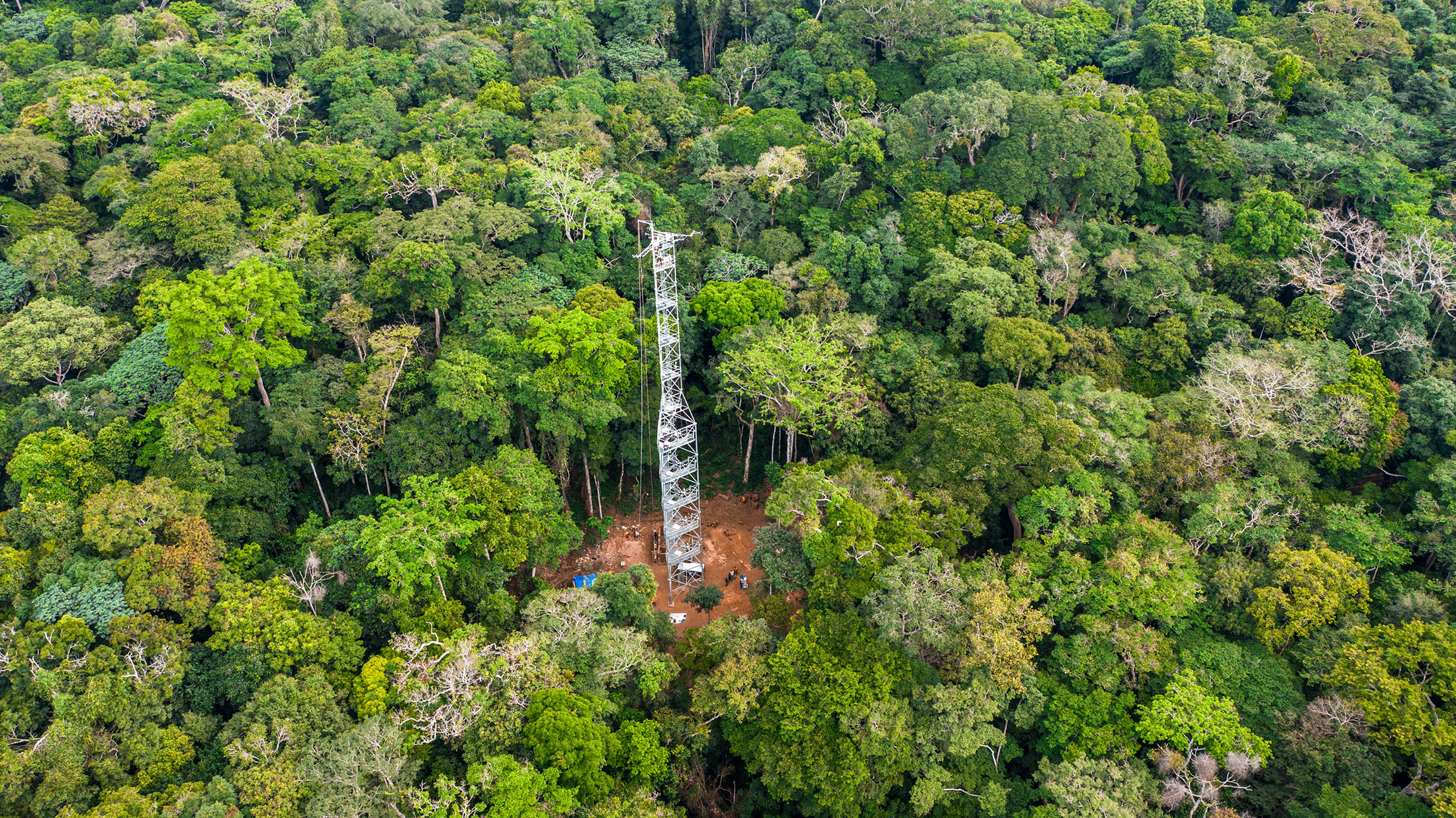 The World's Largest Rainforests - 15 Vital Forests Saving The Planet