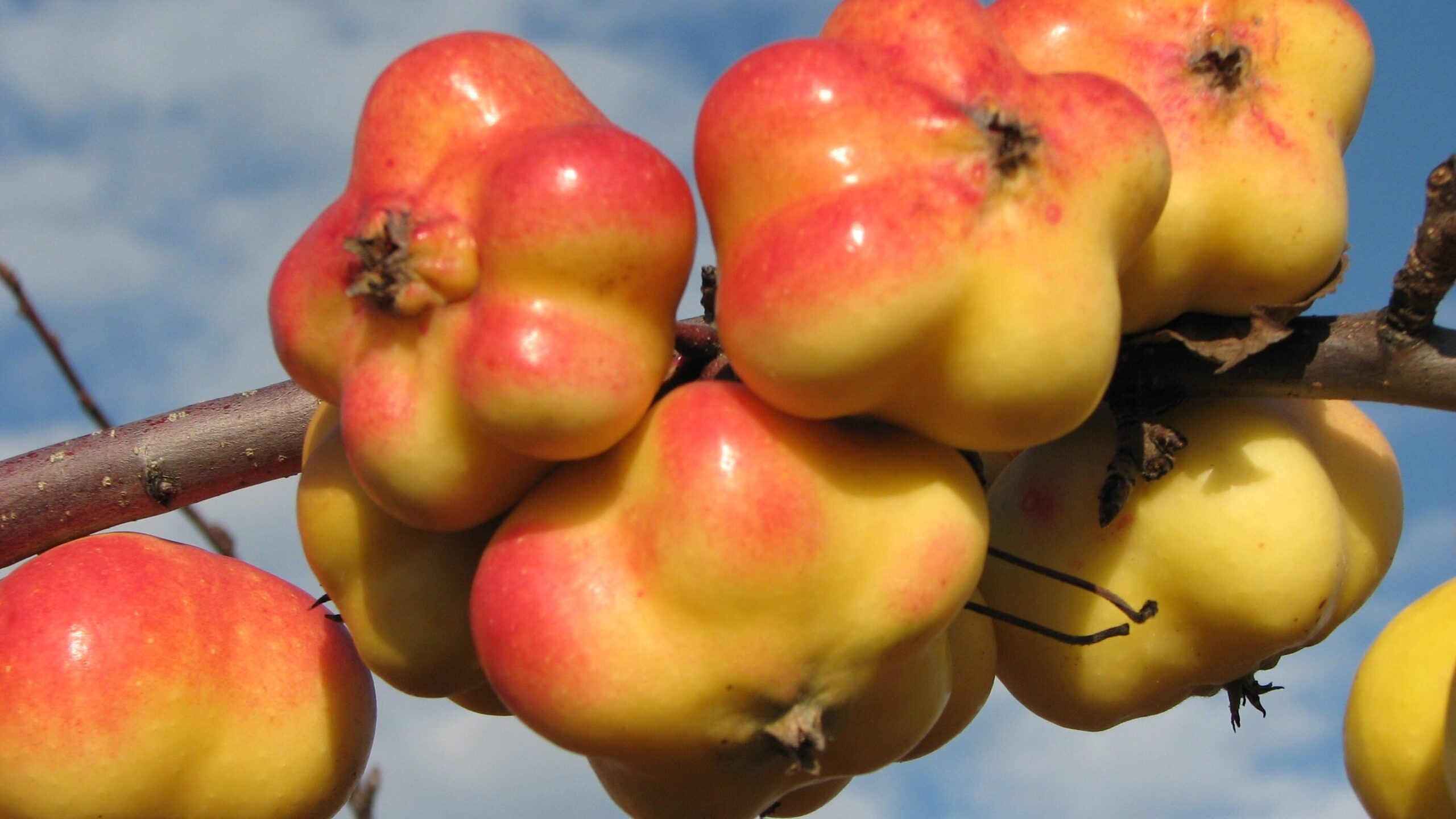 Api Etoile Apple