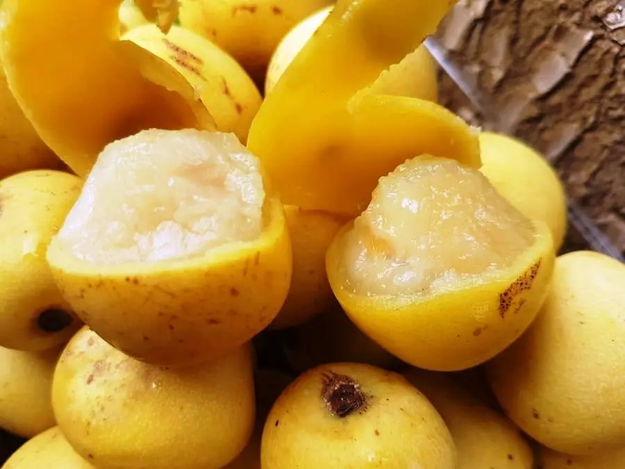 Marula