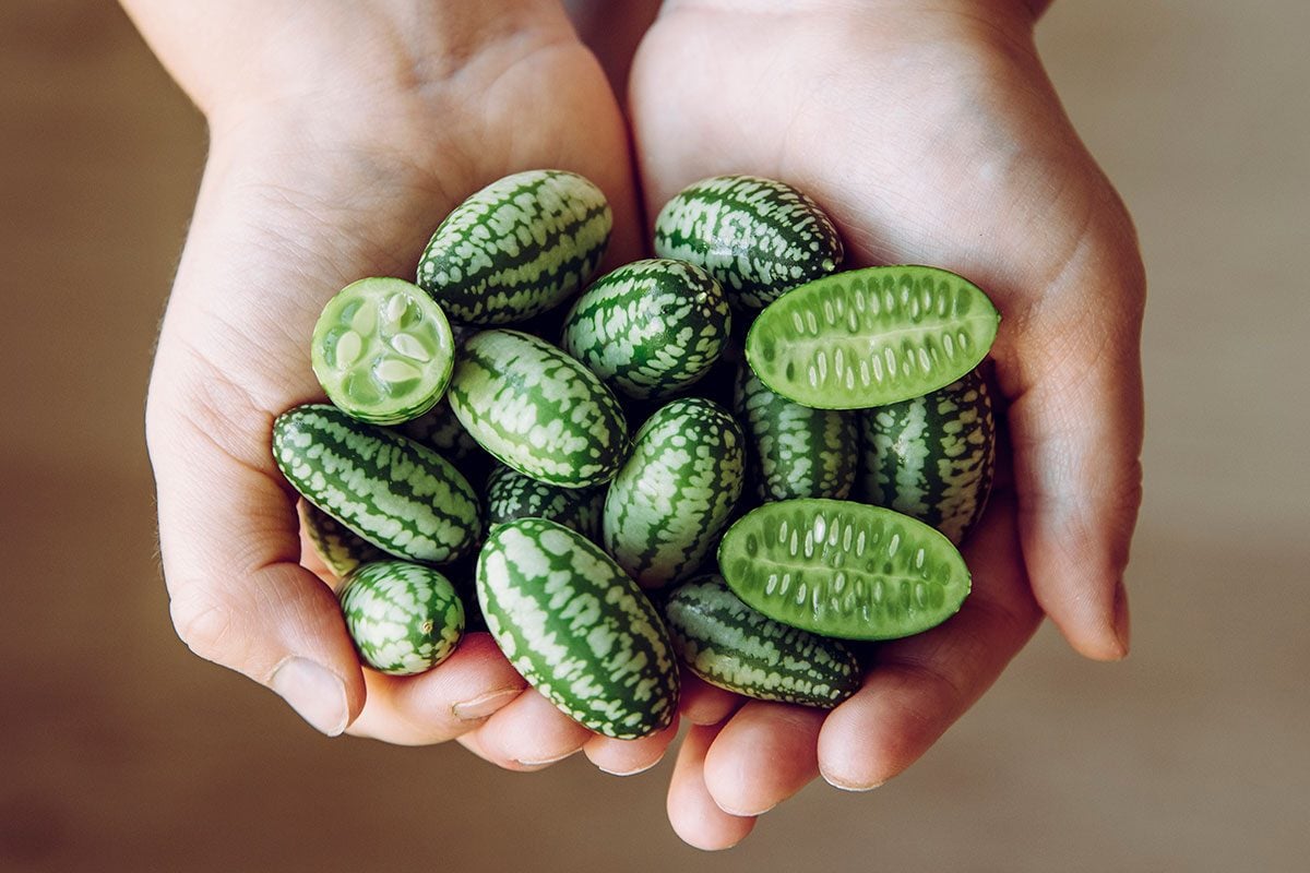 Cucamelon