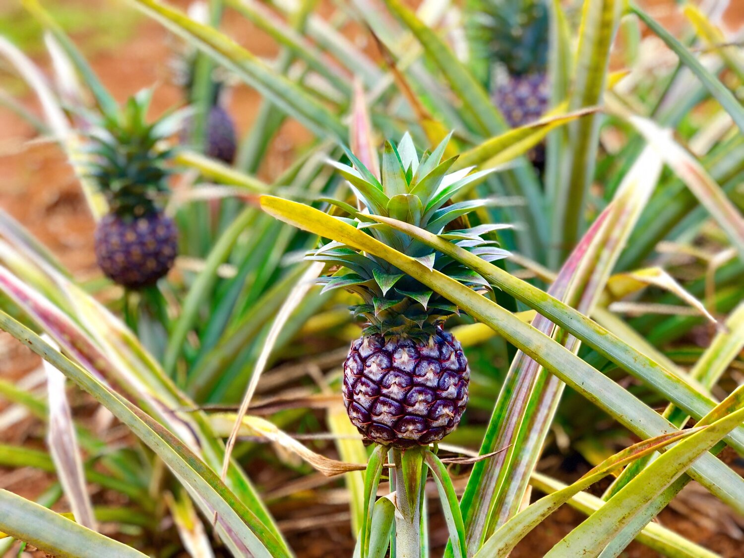 Sugarloaf Pineapple