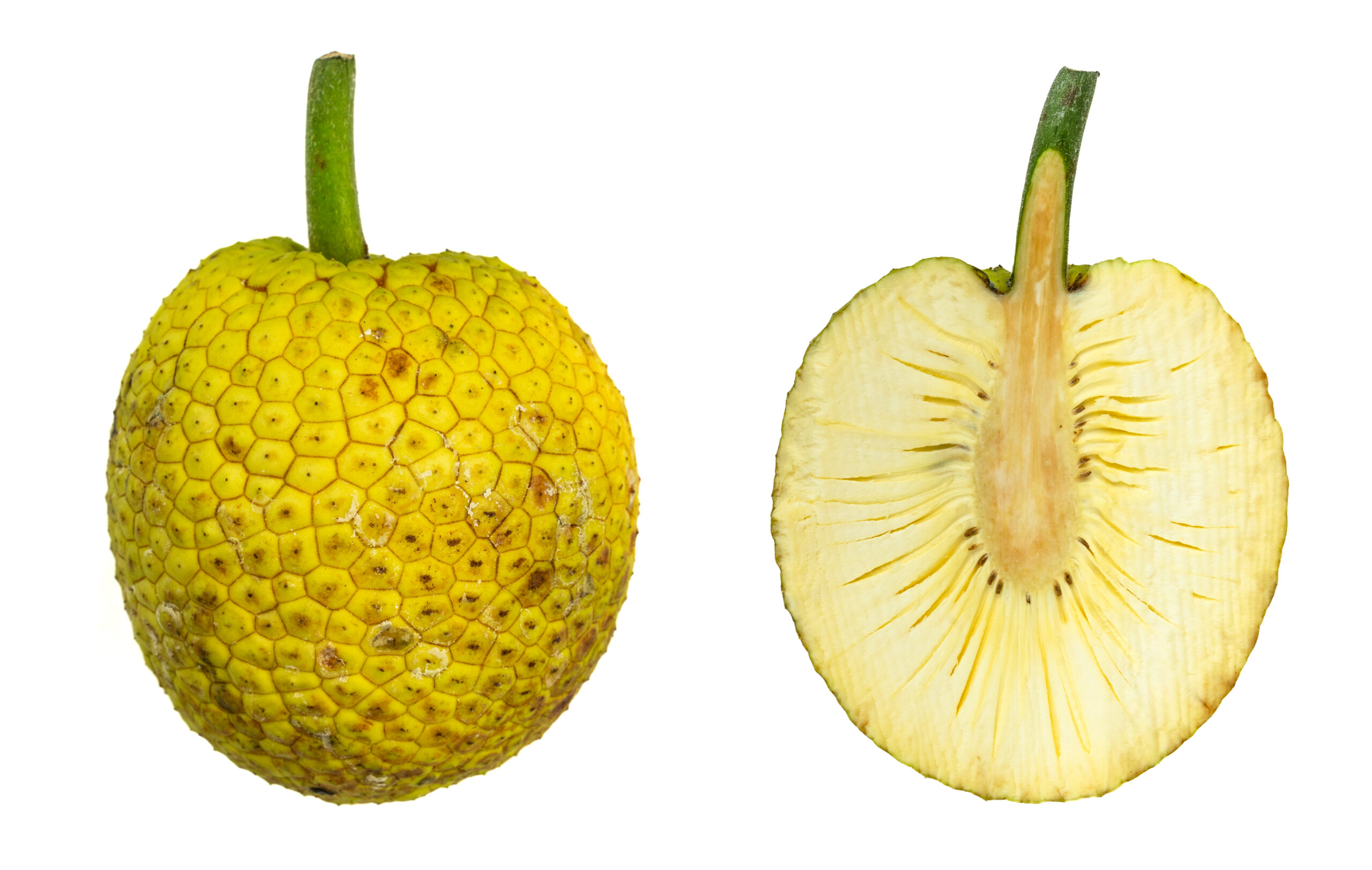 Breadfruit