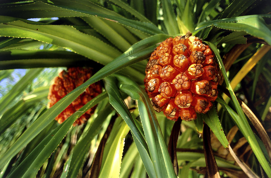 Pandanus