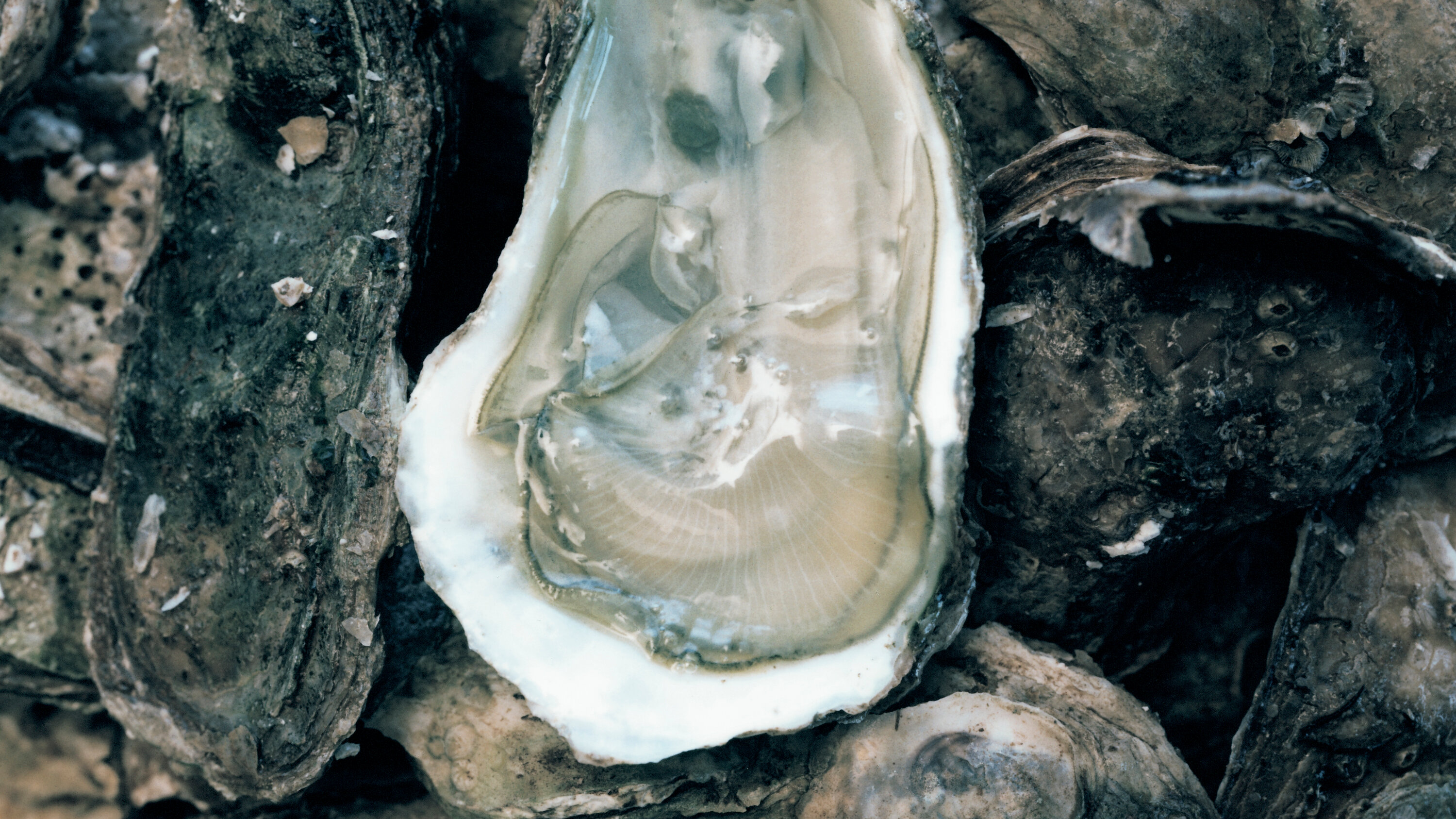 Shellfish