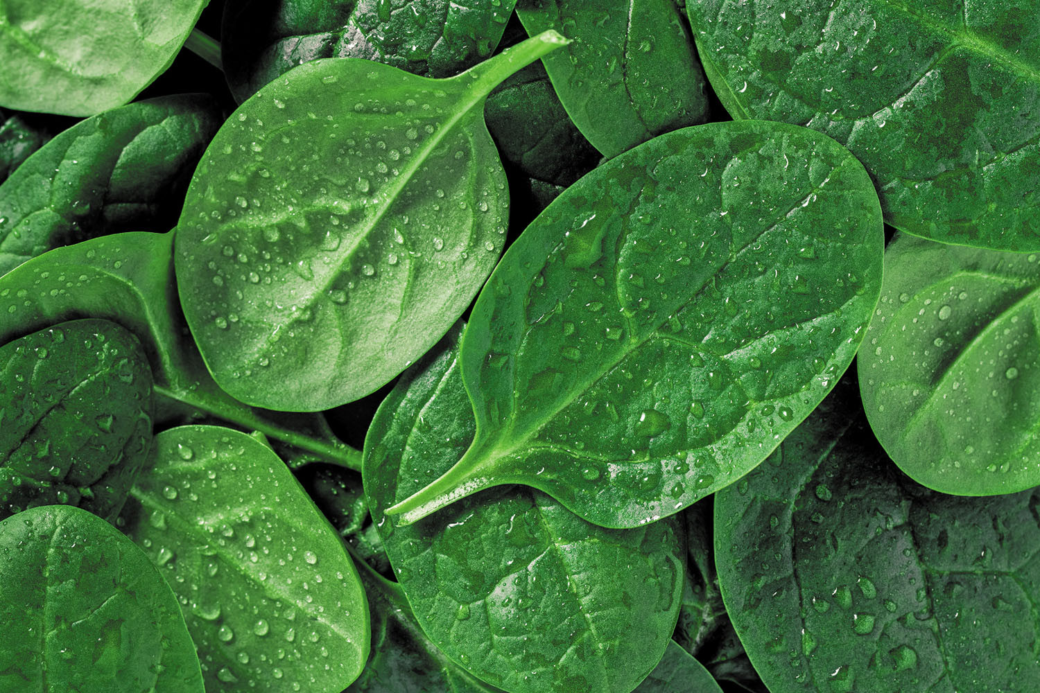 Spinach