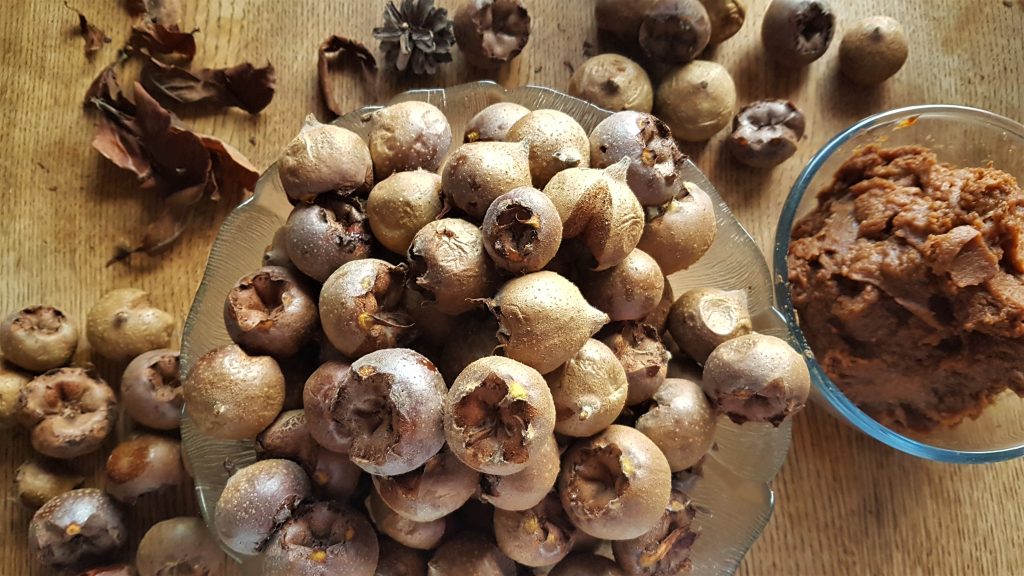 Medlars