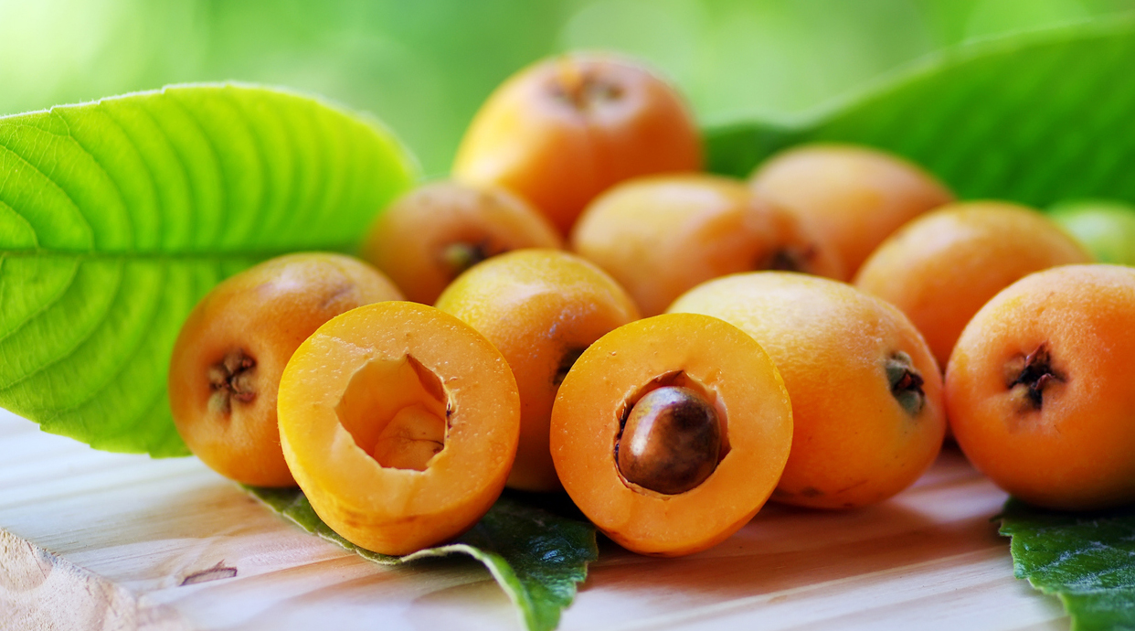 Loquat