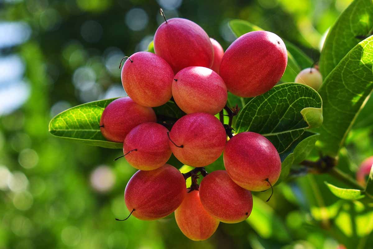 Miracle Fruit