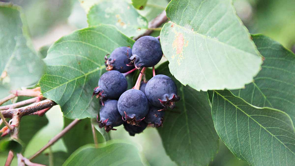 Saskatoons