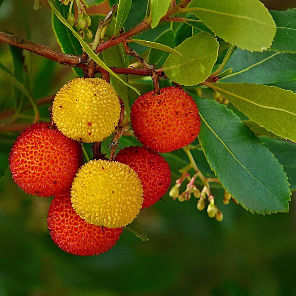 Strawberry Tree Fruit