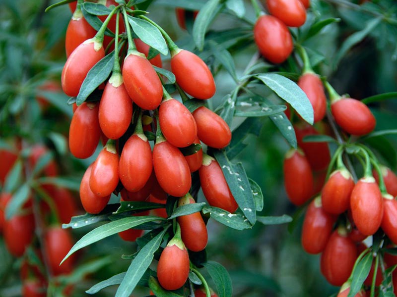 Goji Berries