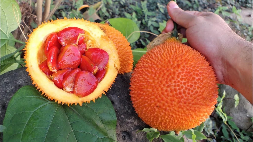 Gấc