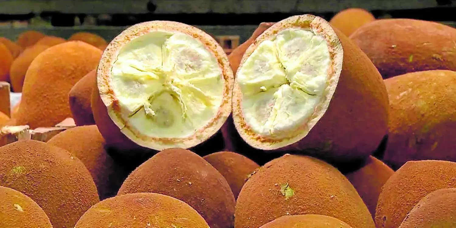 Cupuaçu