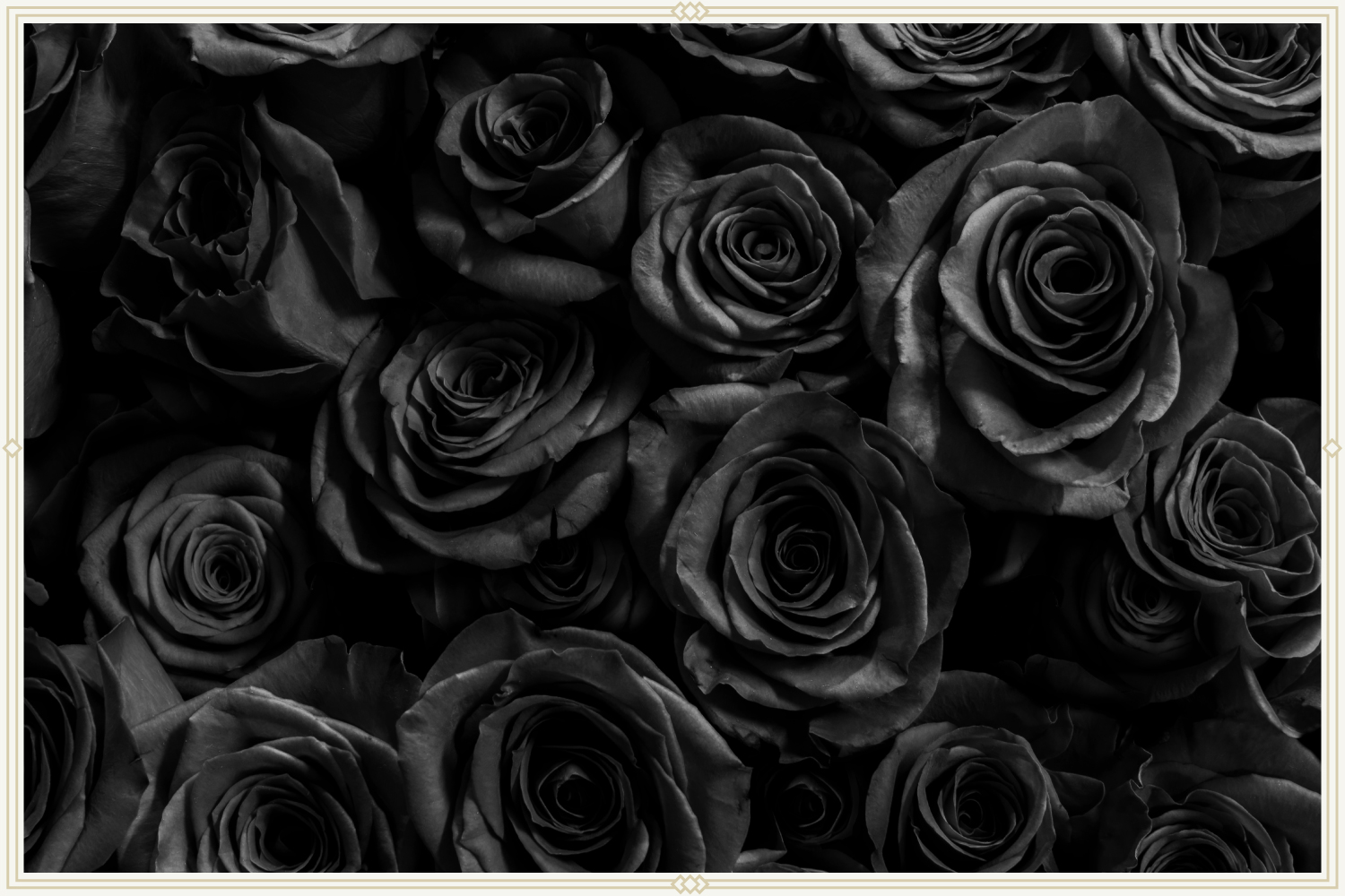 What Does A Black Rose Mean In Movies | The Cinematic Language